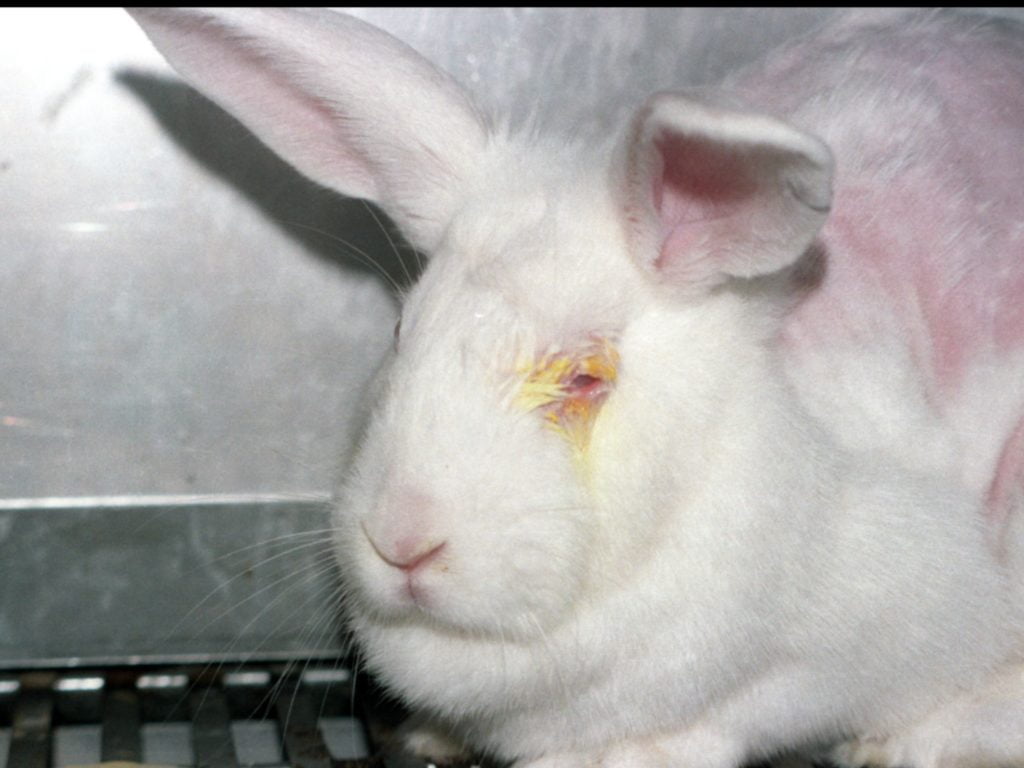 Hayvanlar üzerinde deney yapmayan kozmetik markaları nelerdir?