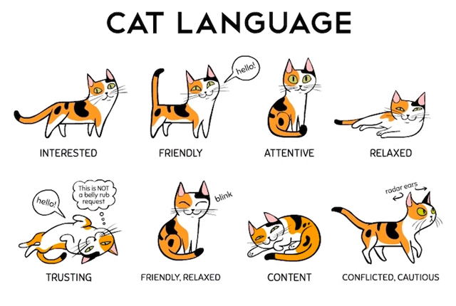 Kedilerin vücüt dilleri ne söylüyor